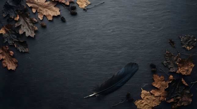 Fallen black feather on dark slate surface with autumn oak leaves