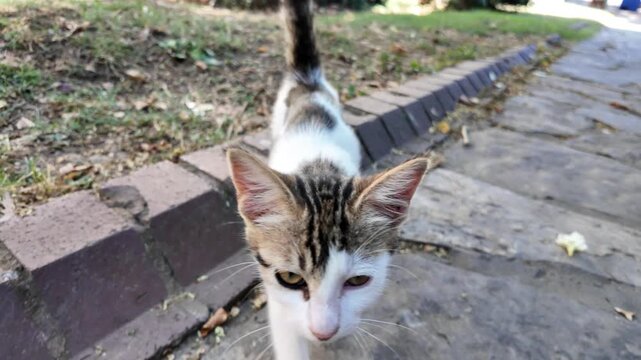 Young Street Kitten Walking Toward Camera
