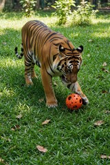 Obraz premium Sumatran tiger plays with orange ball in green grass at zoo. Large wild cat bites toy walking on lawn. Endangered striped predator enjoys activity in outdoor enclosure. Powerful mammal shows playful