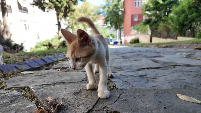 Small Stray Kitten Exploring Sidewalk Outdoors