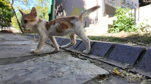 Small Orange Stray Kitten Walking Outdoors