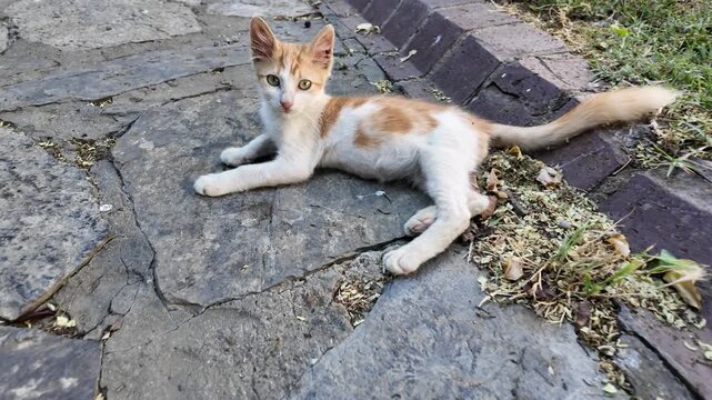 Thin Stray Kitten Lying On Stone Pavement