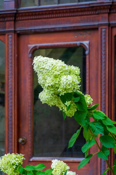 Limelight hydrangea flower bloom in front of a historic wood entryway in Boston