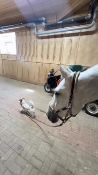 Energetic small dog leading a calm white horse inside an equestrian stable motion video clip