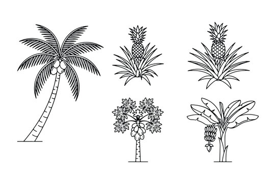 Vector illustration collection of various tropical trees and exotic fruits