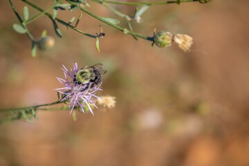 bee on a flower © Kevin