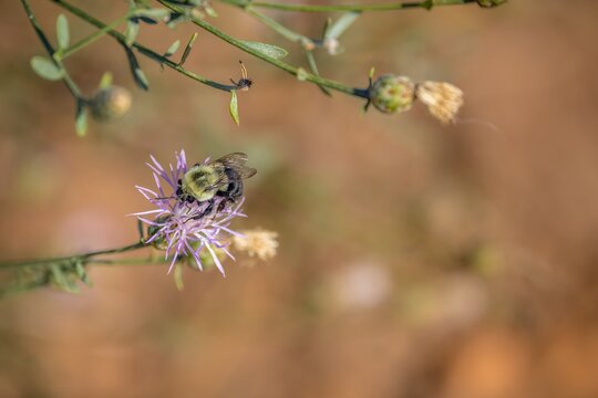 bee on a flower