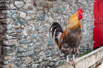 Colorful rooster standing on wooden fence in front of rustic stone wall with copy space for text © Валентина Руденька