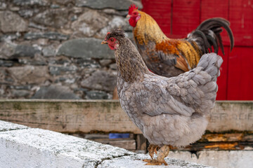Gray Hen with Rooster on Rustic Farm with Copy Space © Валентина Руденька