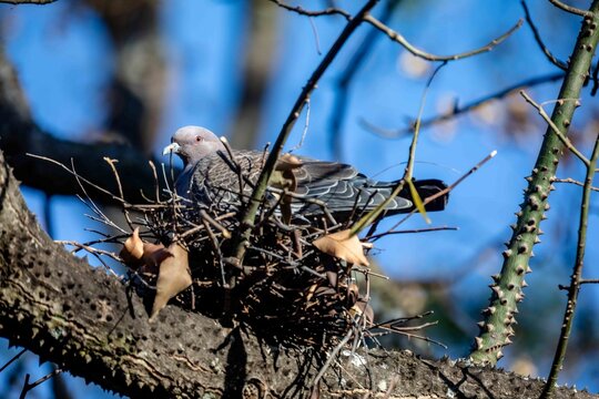Wild picazuro pigeon incubating on a twig nest built on a thorny tree branch, backlit by winter sunlight against a clear blue sky.