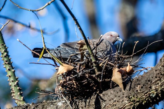 Wild picazuro pigeon incubating on a twig nest built on a thorny tree branch, backlit by winter sunlight against a clear blue sky.
