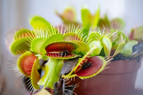 Close-up of a potted Venus flytrap (Dionaea muscipula) with red-lined traps and spiky cilia, holding captured flies, backlit by soft window light.