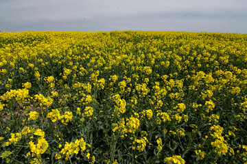 Fototapeta premium field of yellow flowers