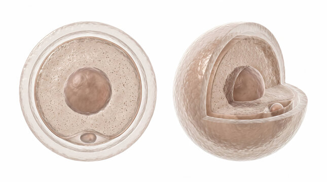 Healthy Human Egg Cell Anatomy Showing Normal Mature Ovum Structure