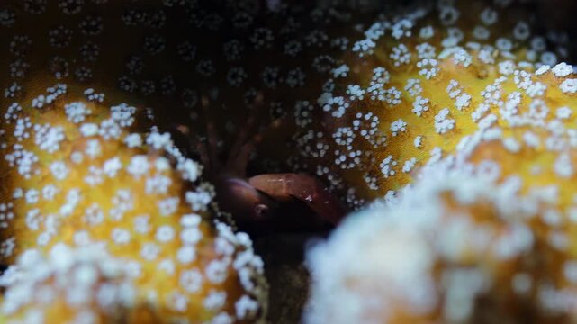 Macro Close-Up of a Small Coral Crab Expertly Camouflaged Within Vibrant Yellow and White Hard Coral Polyps in a Tropical Underwater Reef