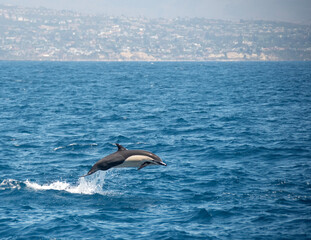 Common Dolphin Jumping Off Dana Point © Richard