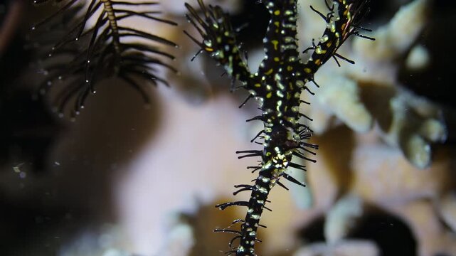 Stunning Ornate Ghost Pipefish (Solenostomus paradoxus) Perfectly Camouflaged on a Vibrant Coral Reef, Detailed Macro Close-up