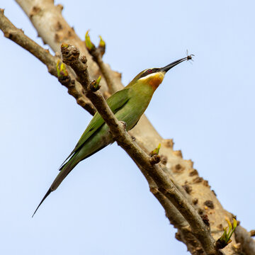 Madagascar Bee-Eater Perched on Spiny Branch with Caught Insect in Beak