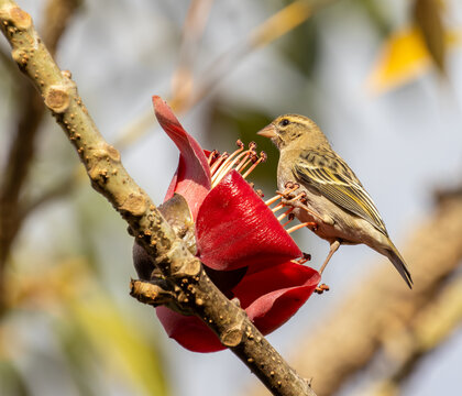 Yellow-Fronted Canary Perched on Red Baobab Flower in Madagascar