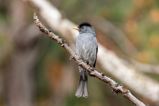 Madagascar Bulbul Perched on Branch Showing Full Body Profile Portrait