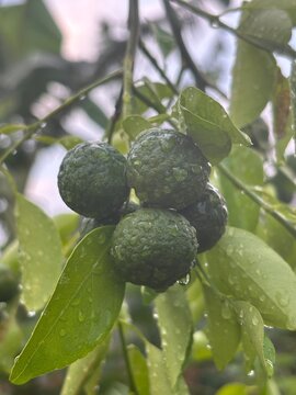 Cluster of fresh green kaffir lime fruits with bumpy skin hanging on the branch
