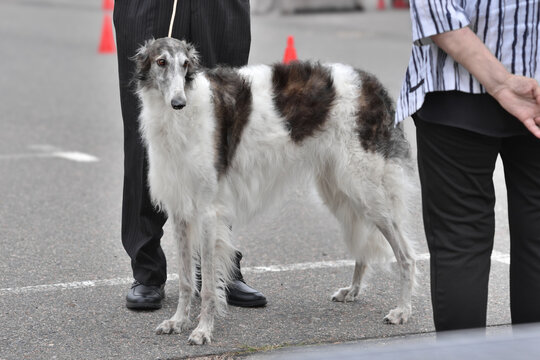 Borzoi dog standing on leash held by man handler,