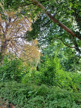 B&auml;ume im Sp&auml;tsommer