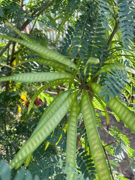 Compound green leaves of a Petai tree (Parkia speciosa)