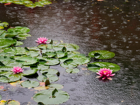 雨の八郎沼と睡蓮
