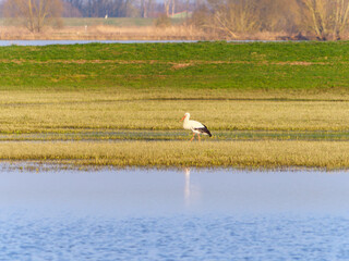 Naklejka premium Storch watet durch überflutete Wiese, Wasser reflektiert den Himmel.