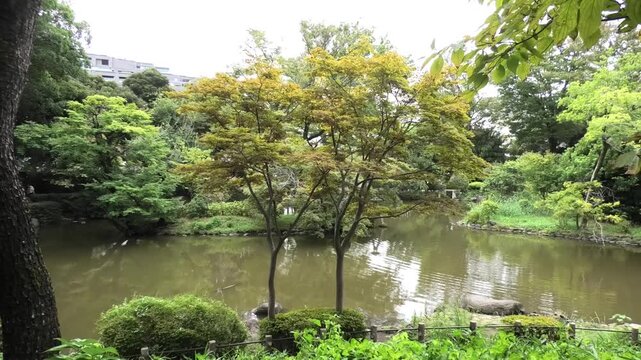 lake in the forest