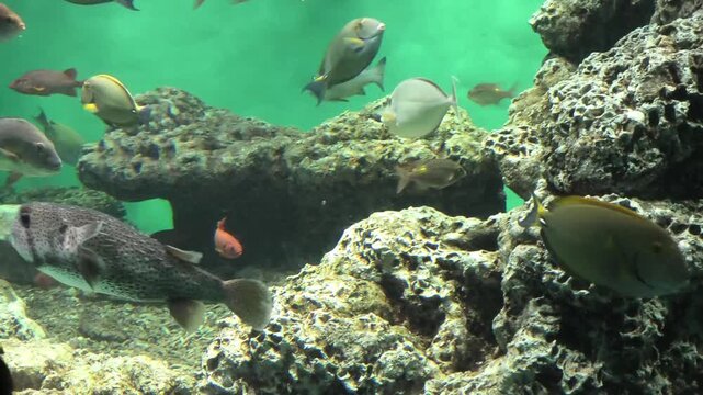 ネズミフグ