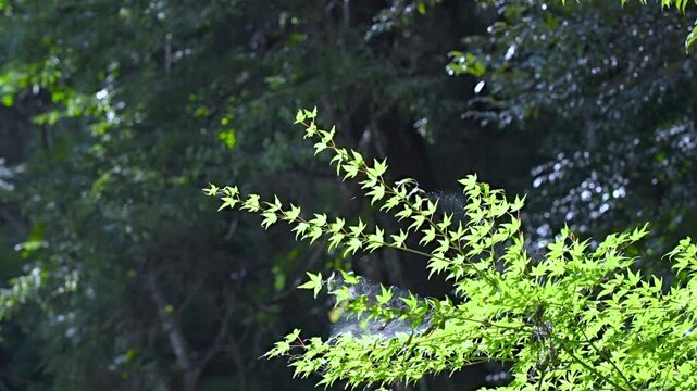 木漏れ日の中で揺れる新緑の紅葉