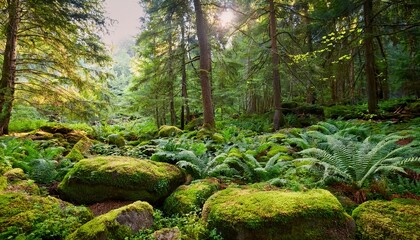 Fototapeta premium A Tranquil Forest Clearing With Moss Covered Rocks And Ferns