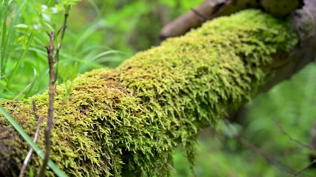 Green moss growing on fallen tree trunk