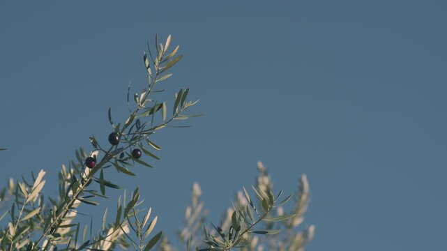 Olive branches in Shodoshima Island in Kagawa Prefecture in Japan, Nostalgic negative film look