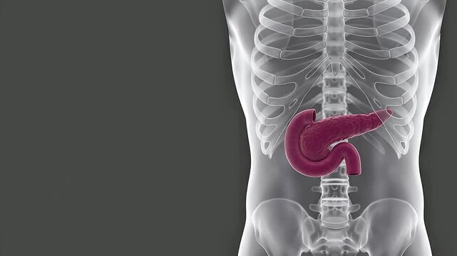 3D Medical Illustration of Human Pancreas and Abdominal Anatomy