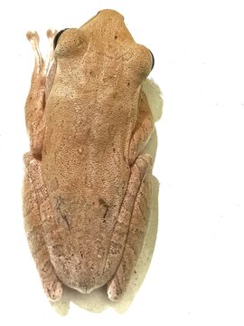 Striped tree frog (Polypedates leucomystax) on a white surface background.