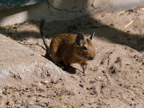 Degu auf Sand