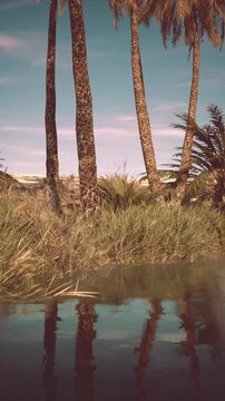 Tall palm trees rise gracefully along the edge of a tranquil waterway in the Great Victoria Desert. Lush greenery surrounds the calm waters, reflecting the vivid sky above.