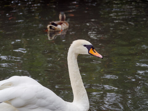 Schwan auf einem See