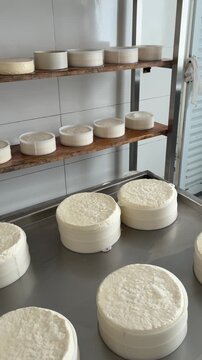 Canastra cheese in the salting room of an artisanal cheese dairy in Serra da Canastra, Minas Gerais, Brazil
