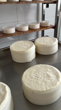 Canastra cheese in the salting room of an artisanal cheese dairy in Serra da Canastra, Minas Gerais, Brazil