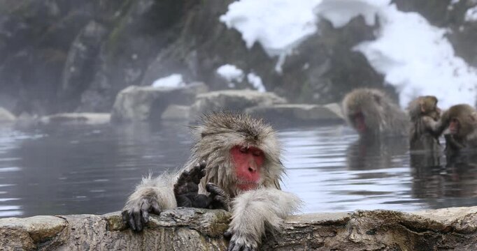 地獄谷野猿公苑の温泉に入る猿