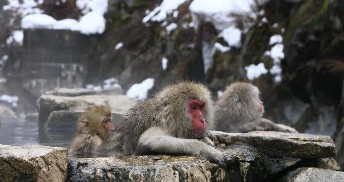 地獄谷野猿公苑の温泉に入る猿