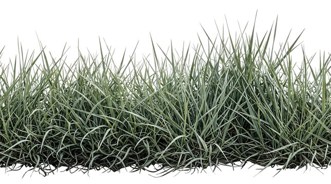 Una franja de hierba verde natural aislada sobre un fondo blanco, ideal para composiciones de dise&ntilde;o paisaj&iacute;stico, arquitectura y proyectos de jardiner&iacute;a profesional.