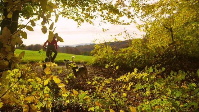 LENS FLARE, SLOW MOTION: Woman rides mountain bike along leafy forest path while two dogs running beside her. Outdoor activity for lady and her pets among bright autumn foliage and warm golden light.