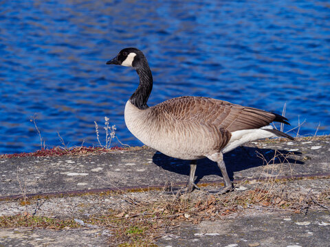 Gans am Ufer mit Wasser.