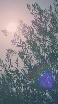 Backlit olive branches in Shodoshima Island in Kagawa Prefecture in Japan, Nostalgic negative film look, Vertical video for smartphone footage