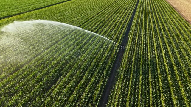 Watering of crops is taking place in a large agricultural field with rows of green plants. The irrigation system sprays water evenly across the land.